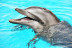 Encuentro con Delfines (Tarragona)