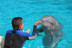 Encuentro con Delfines (Tarragona)