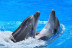 Encuentro con Delfines (Tarragona)