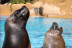 Baño con Leones Marinos en Selwo Marina Delfinarium (Málaga)