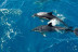 Salida en Barco Privado con Avistamiento de Delfines, Snorkel, Paddle SUP y Bebida Ilimitada para dos (Benalmádena, Málaga)