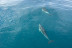 Paseo en Barco Privado para dos en Busca de Delfines por la Bahía de Estepona con Cava y Picoteo (Málaga)