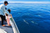 Paseo en Barco Privado para dos en Busca de Delfines por la Bahía de Estepona con Cava y Picoteo (Málaga)