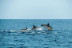 Paseo en Barco Privado para dos en Busca de Delfines por la Bahía de Estepona con Cava y Picoteo (Málaga)
