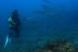 Bautizo de Buceo Privado con Instructor en Exclusiva (Las Negras, Almería)