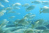 Iniciación al Buceo con Reportaje Fotográfico: Discover Scuba Diving (Calpe, Alicante)