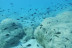 Iniciación al Buceo con Reportaje Fotográfico: Discover Scuba Diving (Calpe, Alicante)