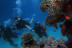 Bautismo de Buceo (Granada)