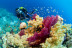 Bautismo de Buceo (Ibiza)