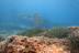 Bautismo de Buceo para 1 o 2 personas (La Azohía, Región de Murcia)
