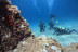Bautizo de Buceo con Fotos y Vídeos Opcionales (Lloret de Mar, Girona)
