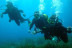 Cursillo de Iniciación al Buceo (Ciutadella de Menorca)