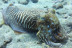 Bautismo de Buceo (Dénia, Alicante)