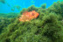 Bautizo de Buceo (Tarifa, Cádiz)