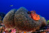 Bautizo de Buceo Individual (Tossa de Mar, Girona)