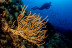 Bautizo de Buceo Individual (Tossa de Mar, Girona)
