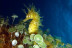 Bautizo de Buceo Individual (Tossa de Mar, Girona)
