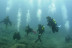 Bautizo de Buceo (Tenerife)