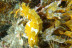 Bautizo de Buceo (Tenerife)