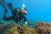 Bautizo de Buceo (Tabaiba, Santa Cruz de Tenerife)