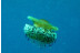 Bautizo de Buceo (Granada)