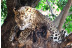 Bioparc Valencia: Entradas al Parque (Valencia)