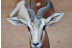 Bioparc Valencia: Entradas al Parque (Valencia)