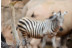 Bioparc Valencia: Entradas al Parque (Valencia)