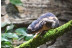 Bioparc Valencia: Entradas al Parque (Valencia)