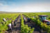 Visita Guiada a la Bodega Alvear con Cata de 3 Vinos (Montilla, Córdoba)