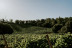Paseo por Viñedos en 4x4 y Visita a Bodega Arínzano con Cata de Gama Completa de Vinos y Aperitivo (Navarra)