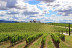 Visita a Bodega Sommos con Cata de 3 Vinos y Maridaje de Ibéricos (Barbastro, Huesca)