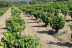 Visita Guiada con Cata de Vinos y Aperitivo para dos en Bodega Aumesquet Garrido (Cadalso de los Vidrios, Madrid)
