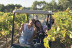 Visita a Viñedos en Buggy, Cata de Vinos y Aperitivo en Can Casals (Barcelona)