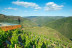 Visita a Bodega Regina Viarum y Cata de Vinos a Elegir para dos en Ribeira Sacra (Lugo)