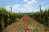 Visita Guiada a Bodega ENATE con Cata de 3 Vinos y Menú Picoteo en Wine Bar Mirador Las Artes para dos (Salas Bajas, Huesca)