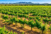 Visita y Cata Premium de Vinos en Bodega Es Fangar Vins (Mallorca)