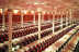 Visita Cantos para dos: Visita a los Viñedos, Bodega y Cata de Vinos en la Bodega Finca Valpiedra (La Rioja)