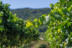 Visita Cantos para dos: Visita a los Viñedos, Bodega y Cata de Vinos en la Bodega Finca Valpiedra (La Rioja)