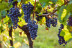 Visita Cantos para dos: Visita a los Viñedos, Bodega y Cata de Vinos en la Bodega Finca Valpiedra (La Rioja)