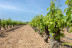Escapada y Bodega: Noche con Cena en Hotel Cisneros 3* y Visita a Bodega Vinícola de Arganda con Degustación y Maridaje (Madrid)