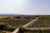 Visita a Bodega con Cata de Vinos y Opción a Menú o Maridaje para dos en Huerta de Albalá (Arcos de la Frontera, Cádiz)
