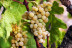 Visita a Bodega La Vinyeta y Cata de Vinos para dos (Girona)