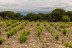 Visita a la Bodega y Viñedos, Cata de Vinos y Aperitivo para dos en Las Moradas de San Martín (San Martín de Valdeiglesias, Madrid)
