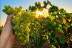 Visita Guiada y Cata de Vinos para dos en Bodega Can Morgan (Mallorca)