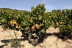 Hambre de Vino: Visita a Bodega, Cata de Vino y Maridaje en Unsi Wines (Olite, Navarra)
