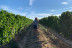 Visita a la Bodega Otto Bestué con Cata para dos (Enate, Huesca)