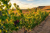 Esencia Rudeles: Visita a las Instalaciones y Cata de Vino en Bodegas Rudeles (Peñalba de San Esteban, Soria)