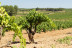 Visita a Bodega LoAlto con Cata de Vinos para dos (Venta del Moro, Valencia)