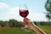 Visita a Bodega LoAlto con Cata de Vinos para dos (Venta del Moro, Valencia)